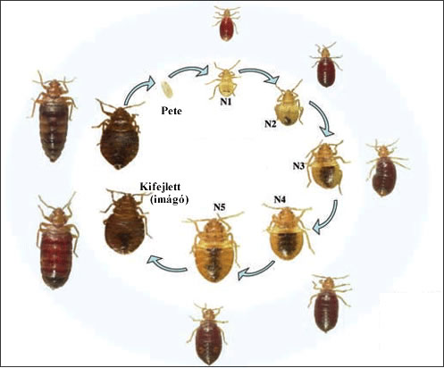 ágyi poloska életciklusa