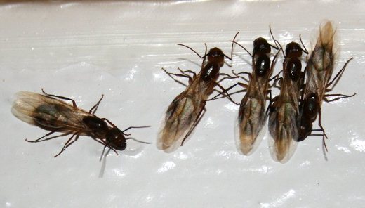 Prosztatagyulladás és hangyák. Mi okozhat prosztatagyulladást?